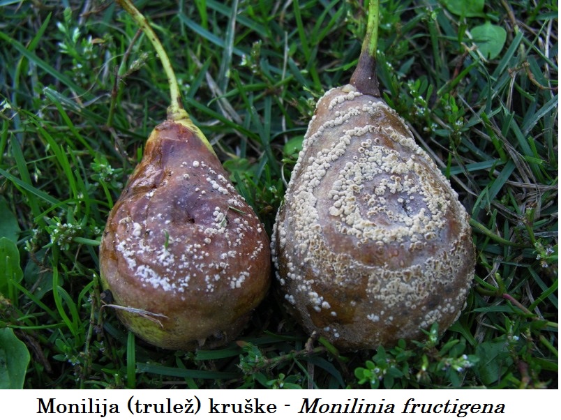 Monilija (trulež) kruške - Monilinia fructigena - Slika 2