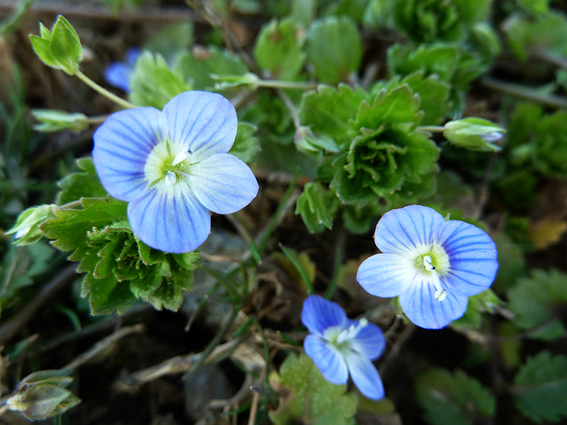 Čestoslavica – Veronica persica	u povrtarstvu