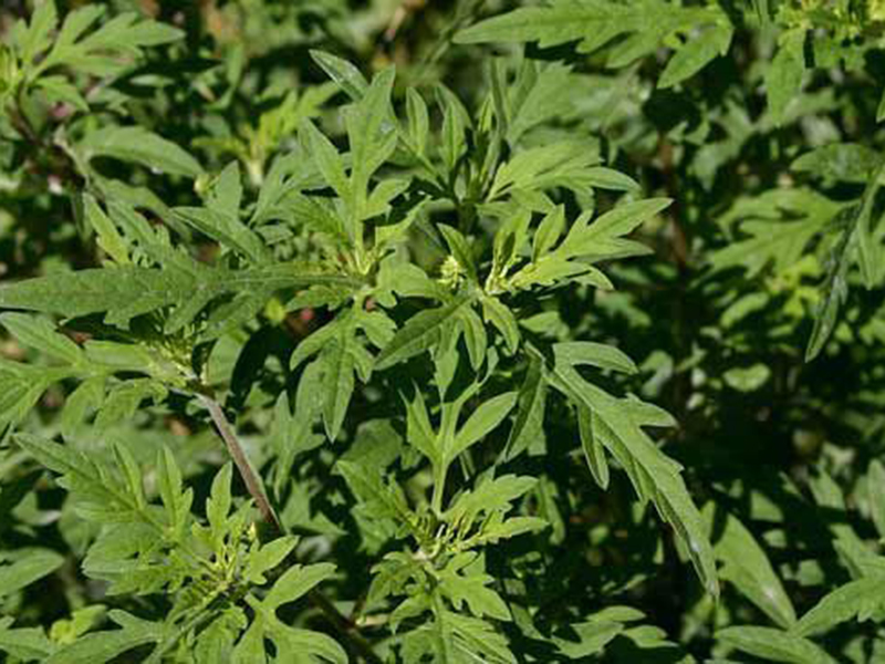 Ambrozija -  Abrosia artemisiifolia u ratarstvu - Slika 4