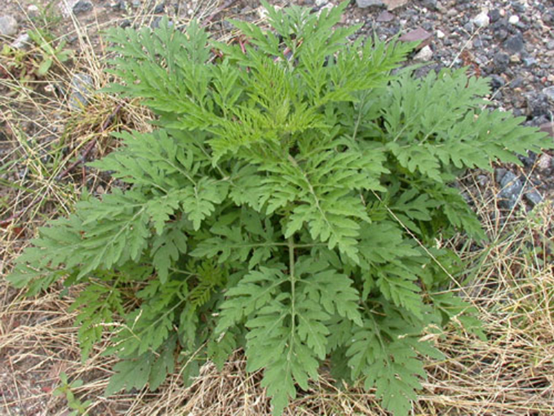Ambrozija -  Abrosia artemisiifolia u ratarstvu - Slika 3