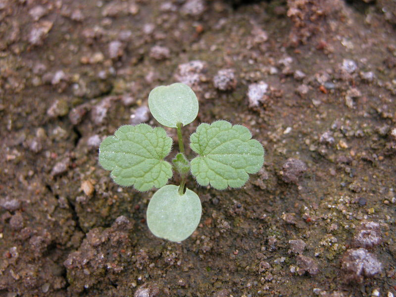 Crvena mrtva kopriva – Lamium purpureum u povrtarstvu - Slika 2