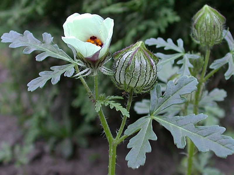 Njivska lubeničarka – Hibiscus trionum u povrtarstvu - Slika 2