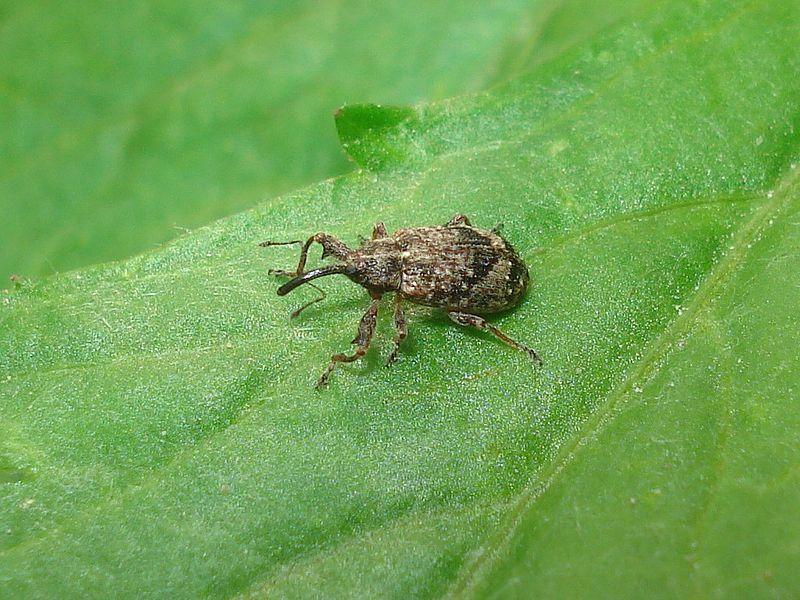 Jabukin cvetojed - Anthonomus pomorum