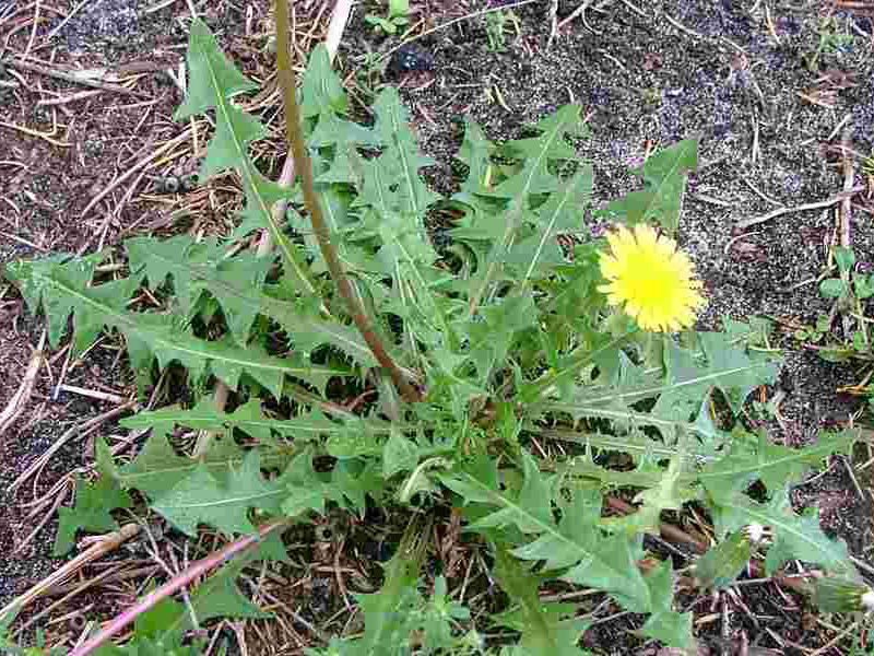 Obični maslačak - Taraxacum officinale u povrtarstvu