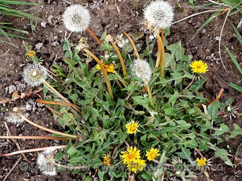 Obični maslačak - Taraxacum officinale u povrtarstvu - Slika 1