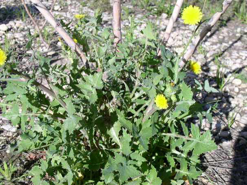 Obična gorčika – Sonchus oleraceus u voćnjacima