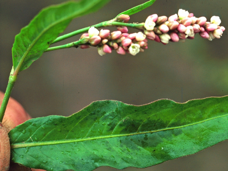 Obični i veliki dvornik – Polygonum spp u ratarstvu - Slika 3