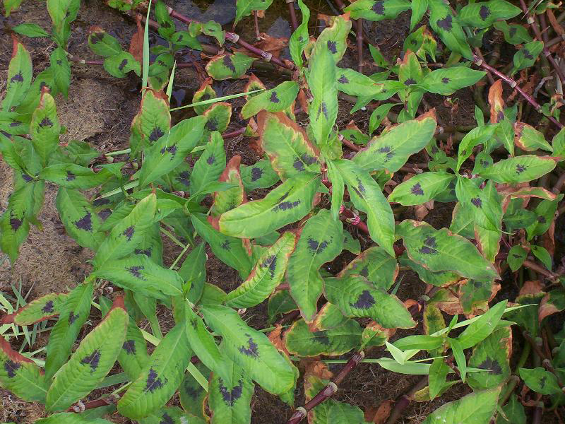 Obični i veliki dvornik – Polygonum spp u ratarstvu - Slika 2