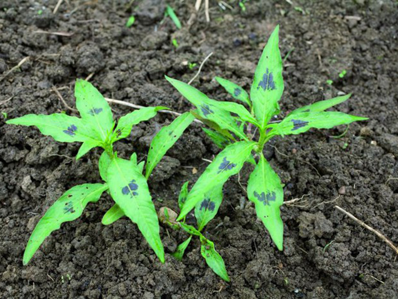 Obični i veliki dvornik – Polygonum spp u ratarstvu - Slika 1