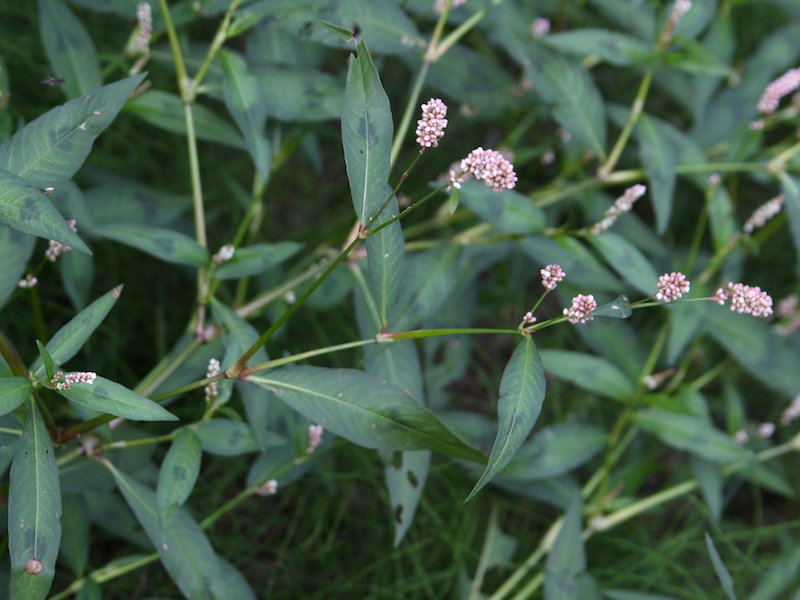 Obični i veliki dvornik – Polygonum spp u povrtarstvu - Slika 4