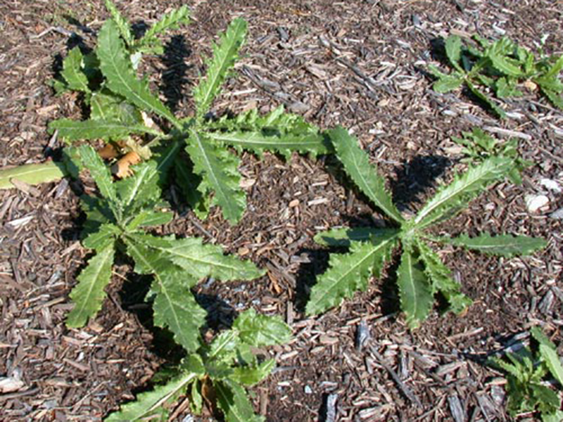 Njivska palamida – Cirsium arvense u ratarstvu - Slika 4