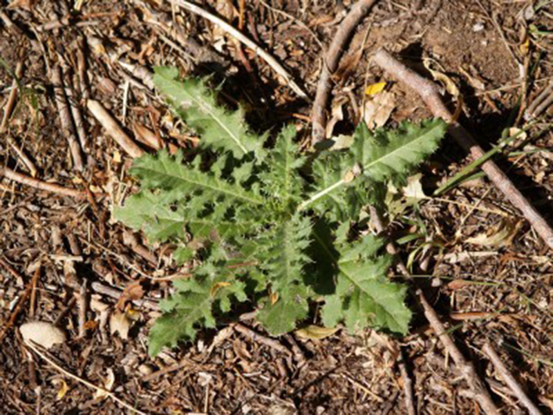 Njivska palamida – Cirsium arvense u ratarstvu - Slika 3