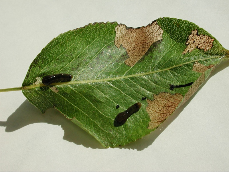- Trešnjina osica  –  (Caliroa cerasi)