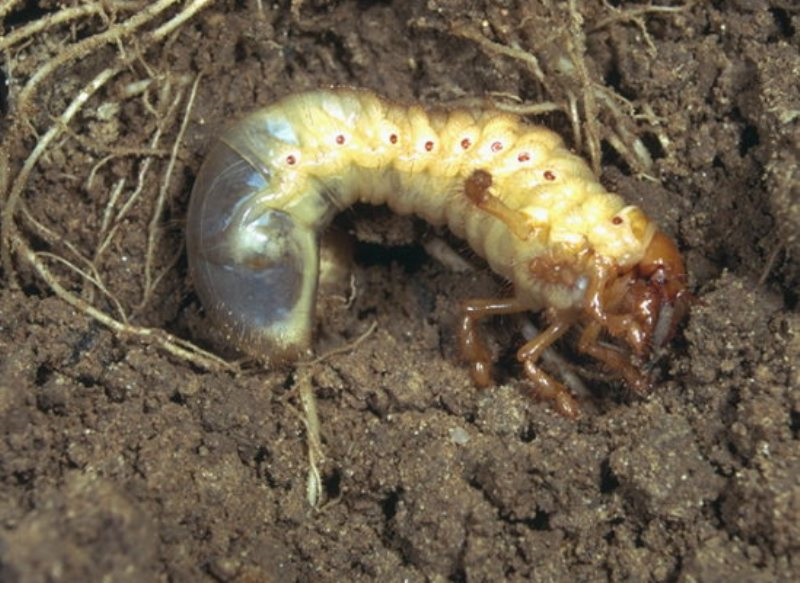 Majski gundelj - Melolontha sp. vocarstvo