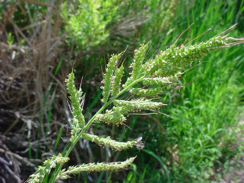 Korovska proso – Echinochola crus galli u voćarstvu - Slika 1