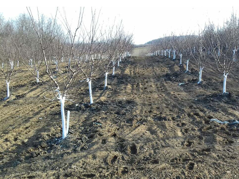 Zimsko prskanje višnje PLAVO PRSKANJE