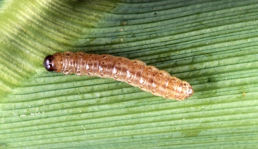 Kukuruzni plamenac – Ostrinia nubilalis -  u Paprici - Slika 1