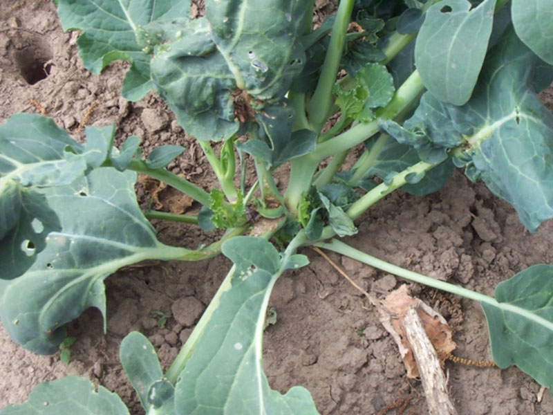 Kupusna galica – Contarinia nasturtii - Slika 2