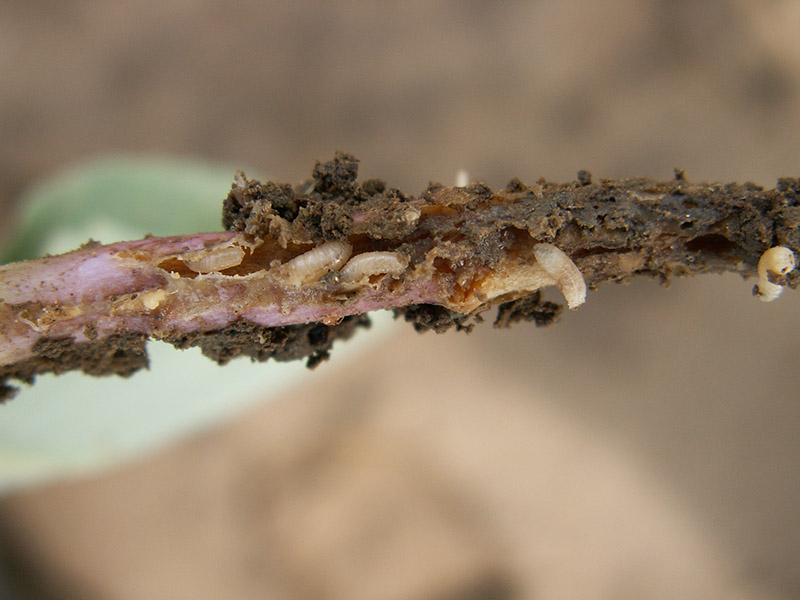 Kupusna muva – Chorthophila brassicae Bouche - Slika 1