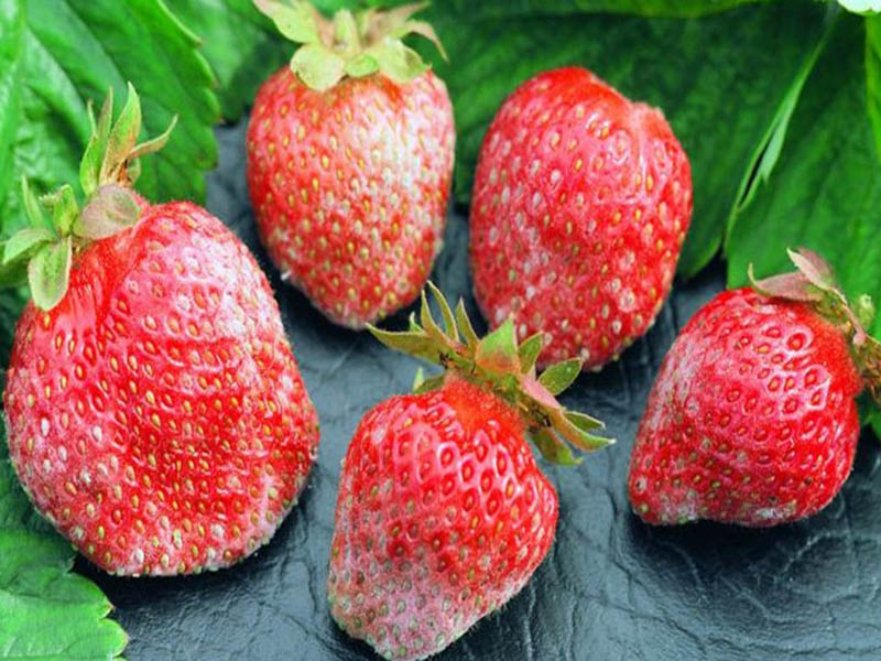 Pepelnica jagode – Podosphaera aphanis - Slika 1