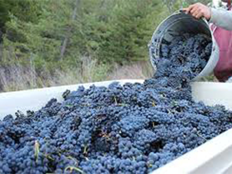 Šema vinifikacije za crvena vina