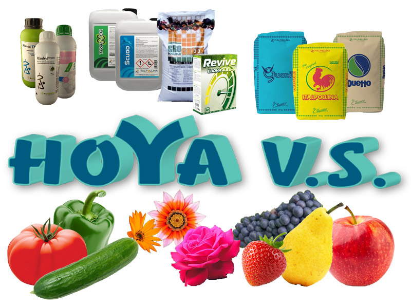 Hoya Vs -  đubriva u povrtarstvu