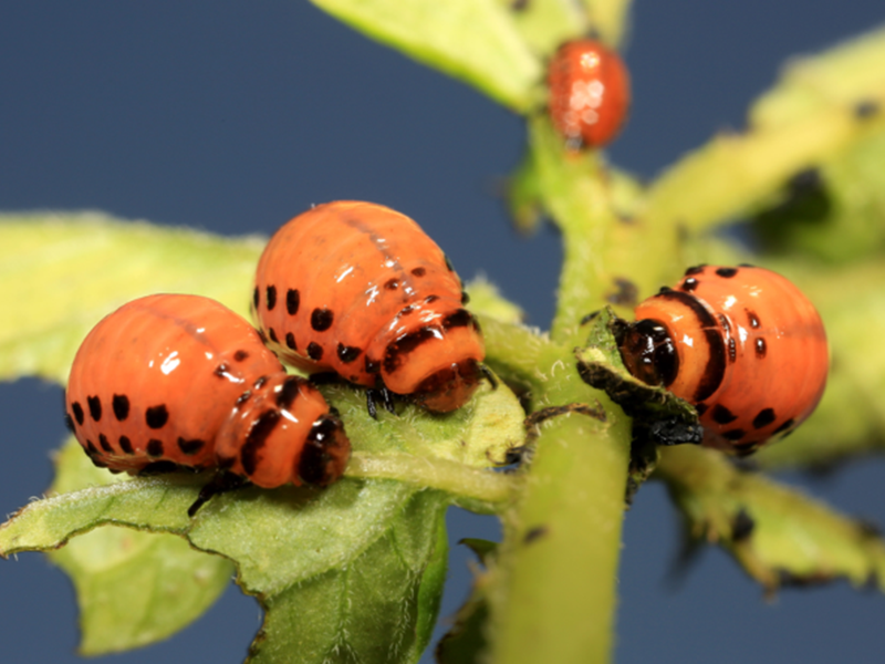 Krompirova zlatica – Leptinotarsa decemlineata