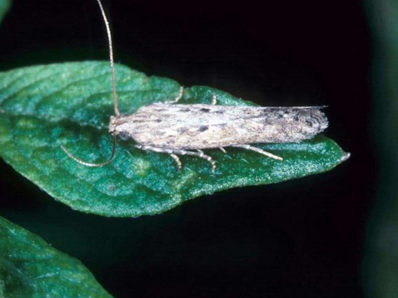 Krompirov moljac – Phthorimea operculella - Slika 1