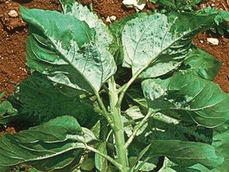 Plamenjača suncokreta - Pasmospara halstedii - Slika 2