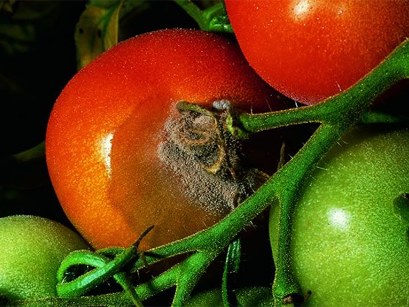 Siva trulez paradajza – Botryotinia fuckeliana (Botrytis cinerea)