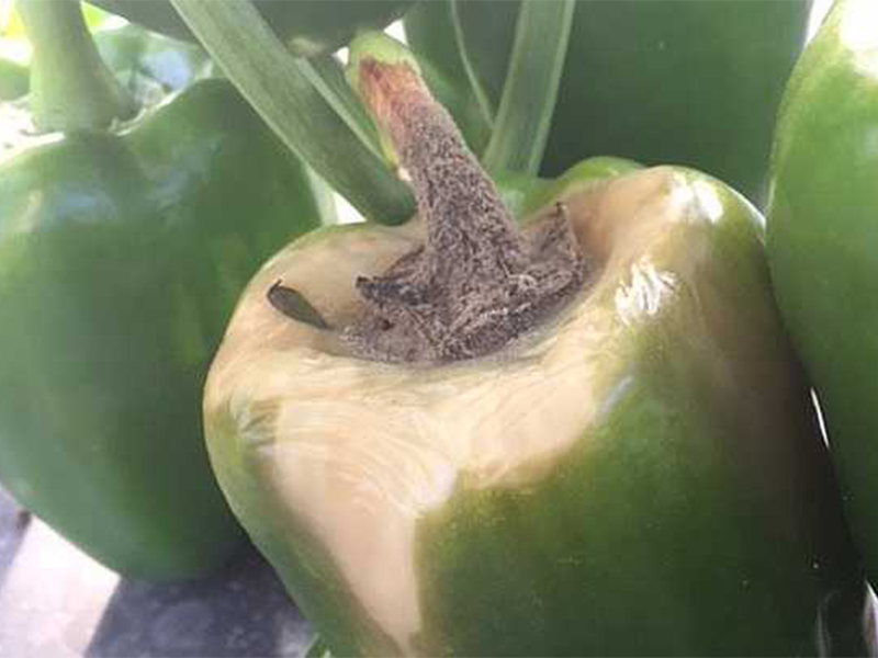 Siva trulez paradajza – Botryotinia fuckeliana (Botrytis cinerea) - Slika 2