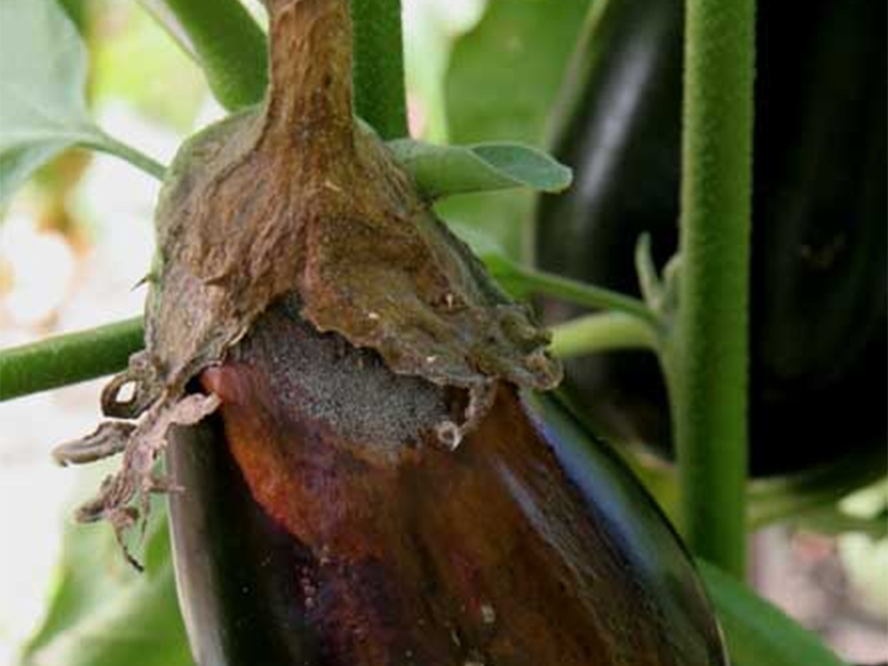 Siva trulez paradajza – Botryotinia fuckeliana (Botrytis cinerea) - Slika 3