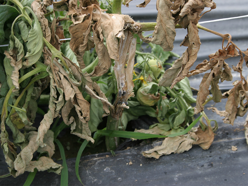 Bela trulez paradajza – Sclerotinia sclerotiorum