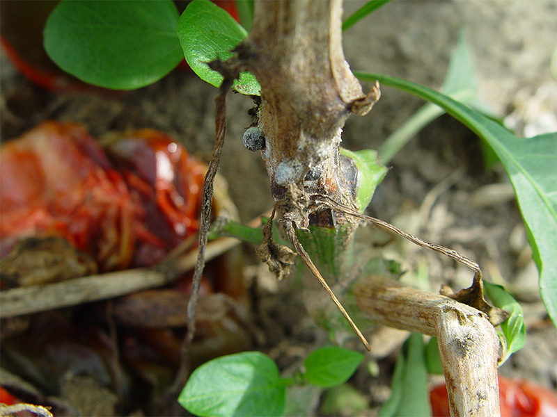 Bela trulez paprike – Sclerotinia sclerotiorum