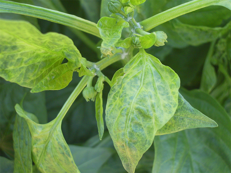 Virus mozaika krastavca na paprici – Cucumber mosaic virus, CMV