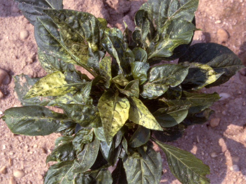 Virus mozaika krastavca na paprici – Cucumber mosaic virus, CMV - Slika 2