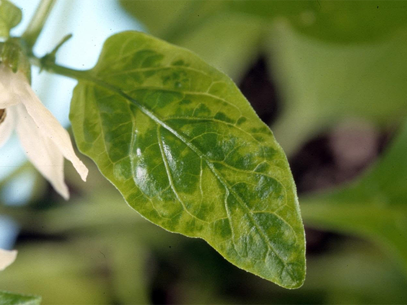 Y virus krompira na paprici – Potato virus Y, PVY