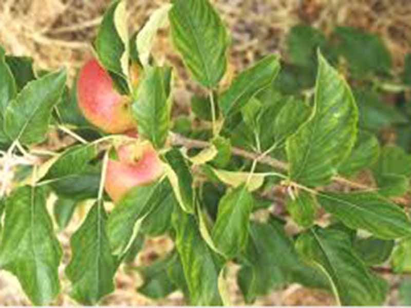 Nedostatak mangana (Mn) - u jabukama - Slika 1