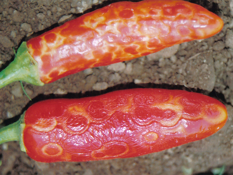 Virus bronzavosti paradajza na paprici – Tomato spotted wilt virus, TSWV