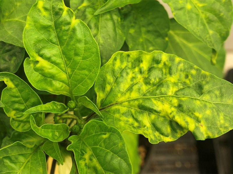 Virus mozaika lucerke na paprici – Alfalfa mosaic virus, AMV