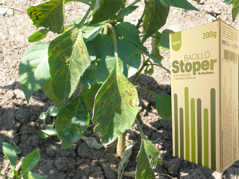 Bacillo stoper u paprici