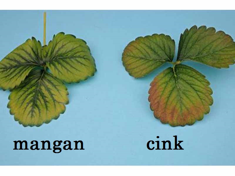 Nedostatak mangana (Mn) - u jagodama - Slika 1
