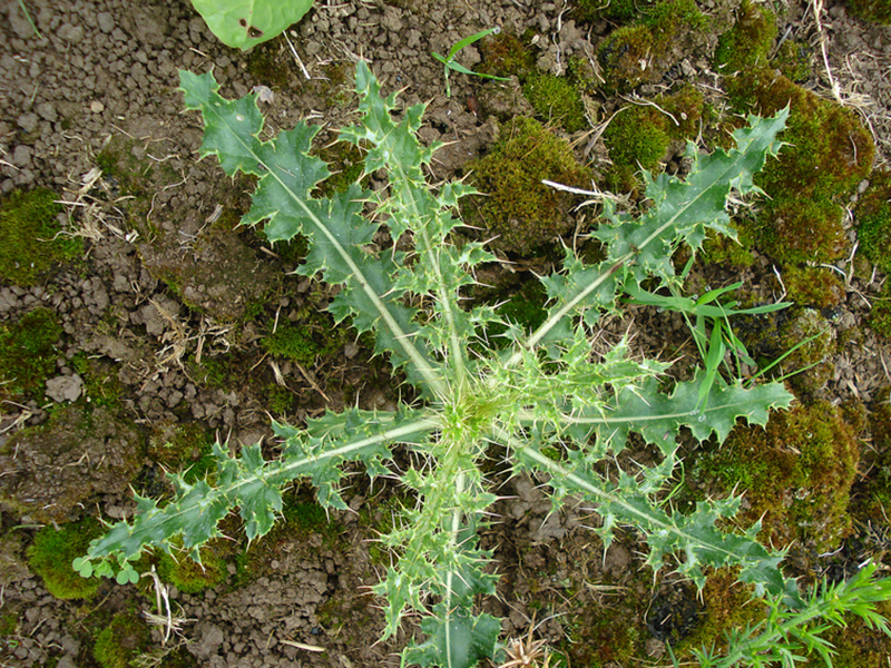 Njivska palamida – Cirsium arvense u voćnjacima - Slika 5