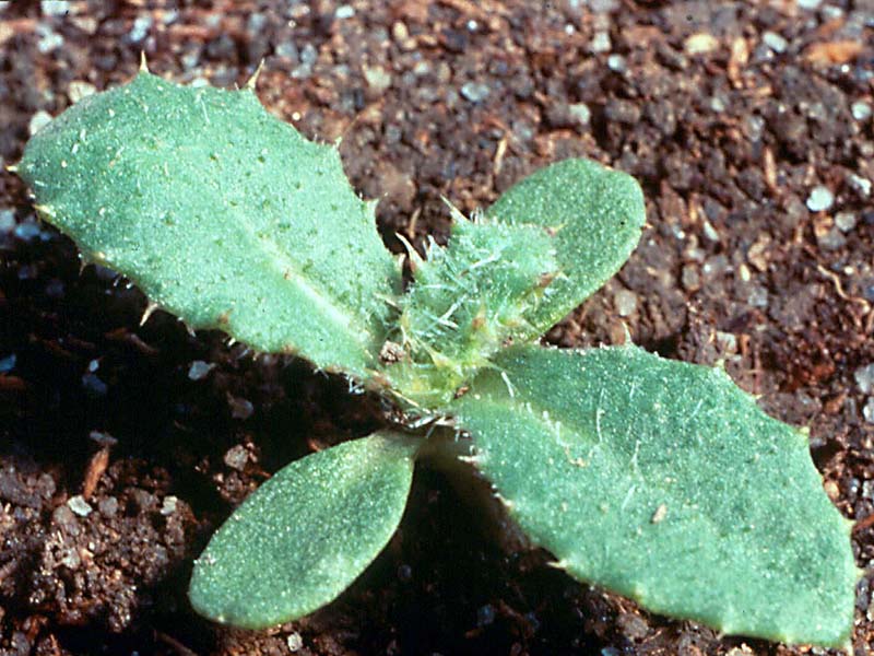 Njivska palamida – Cirsium arvense u voćnjacima - Slika 1