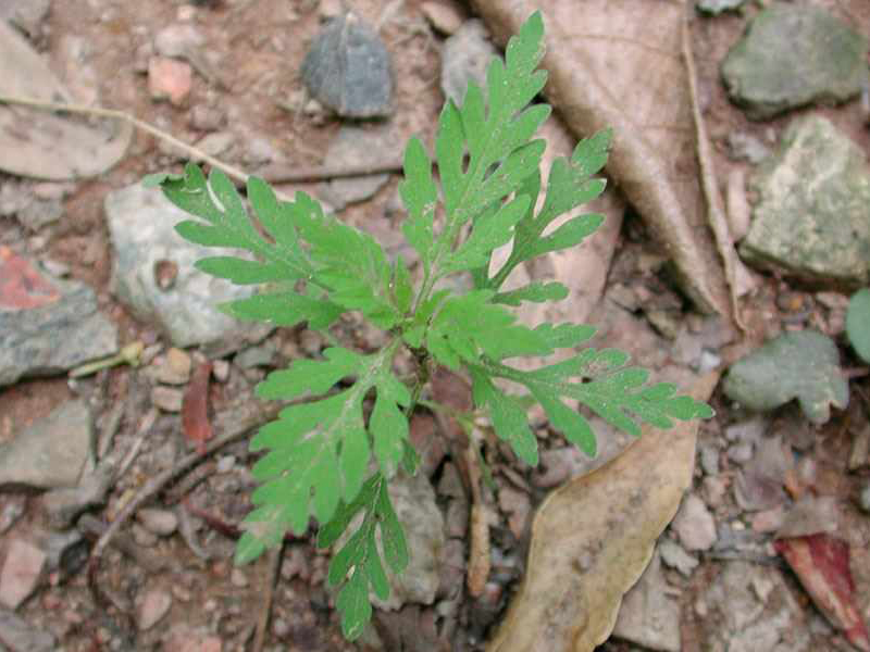Ambrozija -  Abrosia artemisiifolia - u voćjnacima - Slika 2