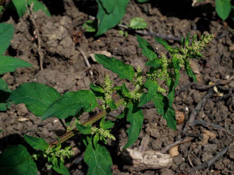 Pepeljuga – Chenopodium polyspermum - u voćnjacima