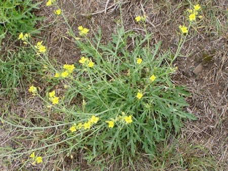 Batvičasti dvoredac – Diplotaxis muralis - u voćnjacima